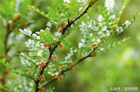 有香味的樹|芳香不是花的專利，這8種樹木也芳香怡人，適合種植